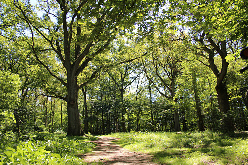 Natur
