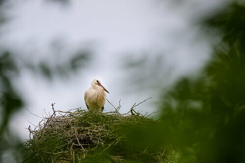 Stork i sitt bo