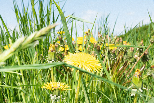 Blommor