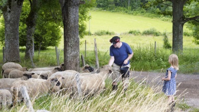 Får med bonde och flicka