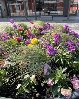 Blomsterprogram för våren 2025 är inspirerat av gryningen.