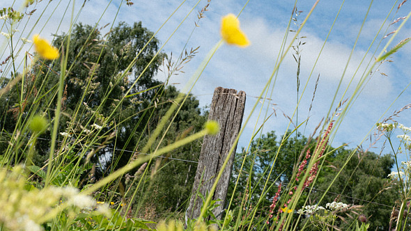 Blommande äng med högt gräs, vilda blommor och en trästolpe.