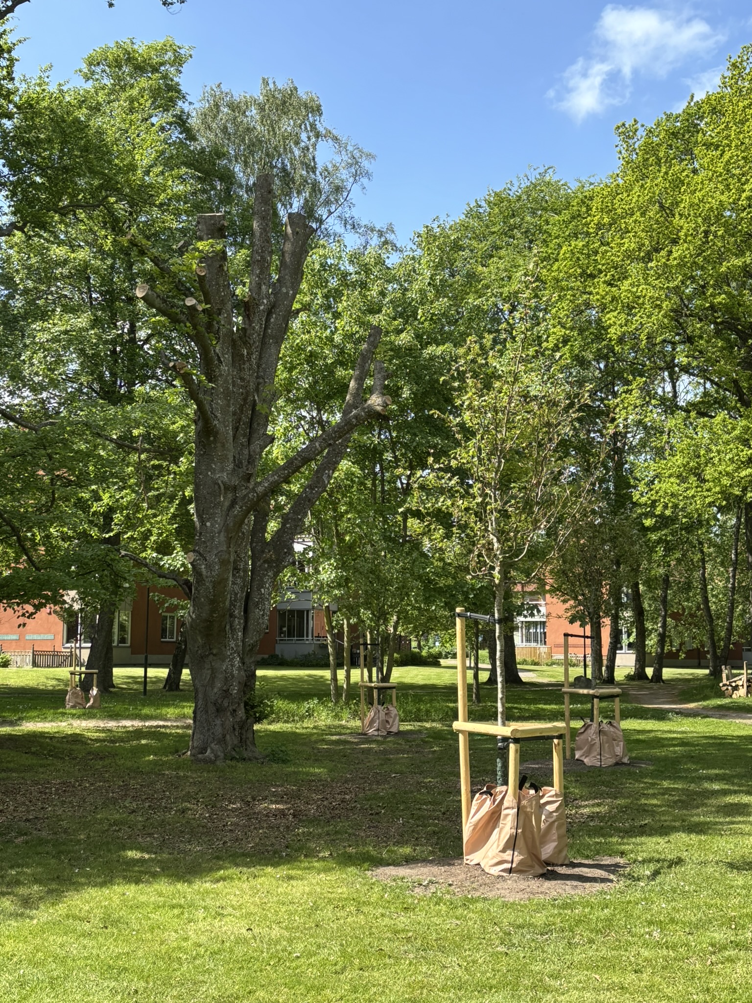 Stora gr&ouml;na tr&auml;d i en park.