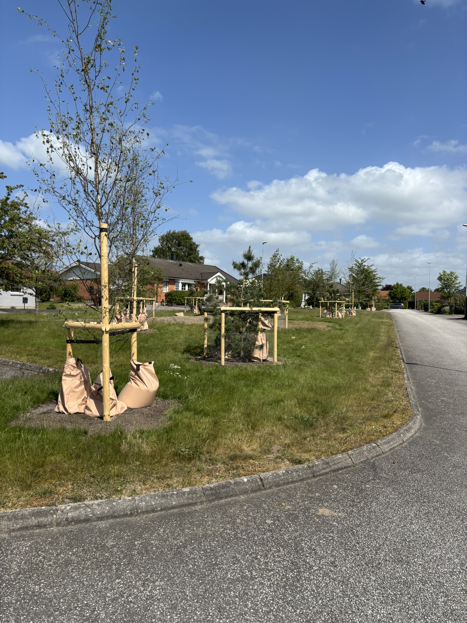 Planterade tr&auml;d l&auml;ngs en v&auml;g.