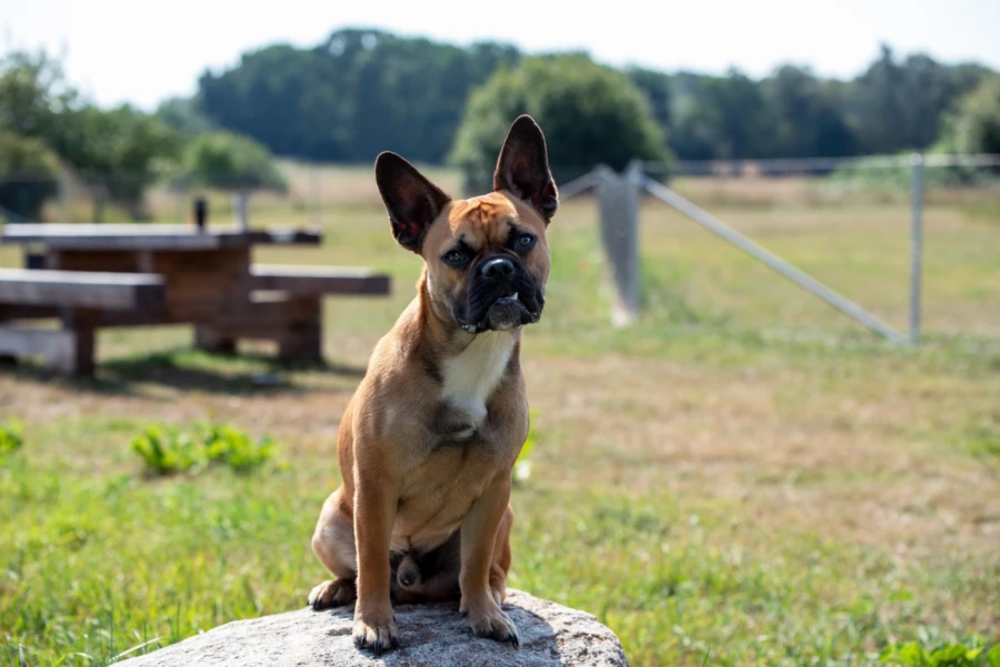 Hund sittandes p&aring; stenar i en hundrastg&aring;rd