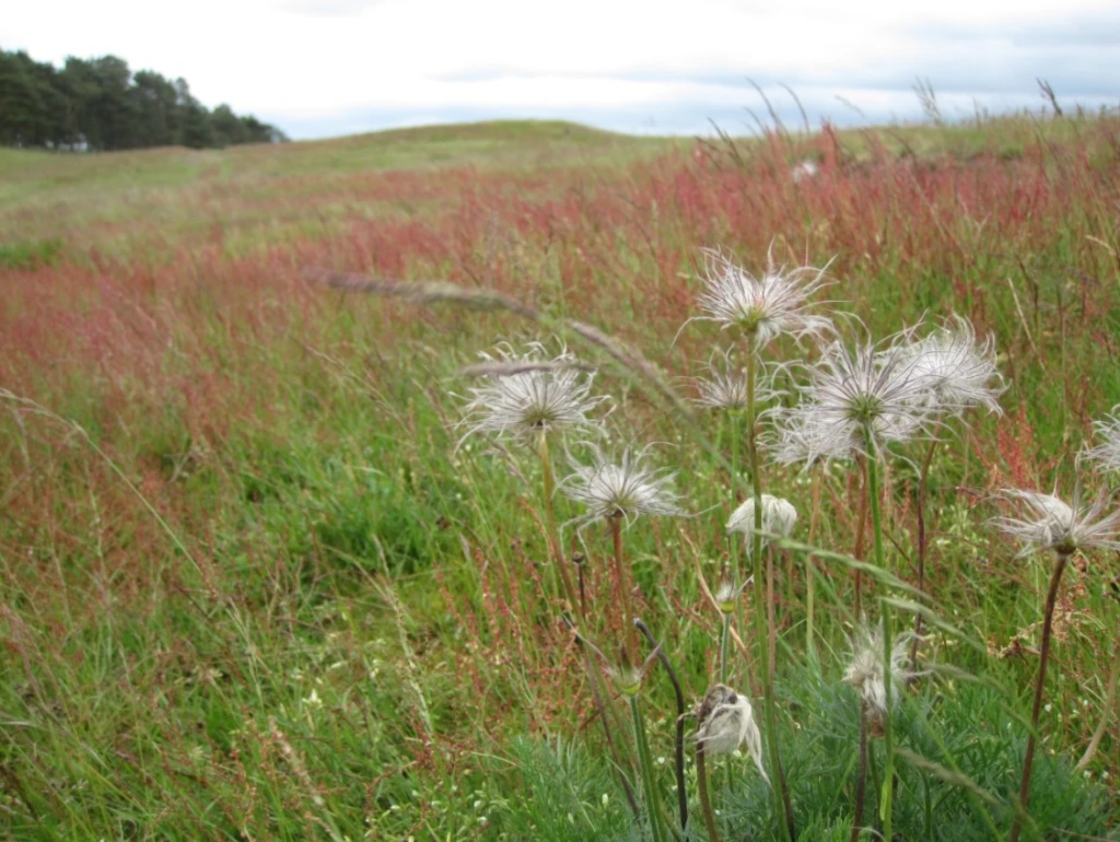 Backsippor (överblommade) och ängssyra i naturreservatet Flyinge ängar.