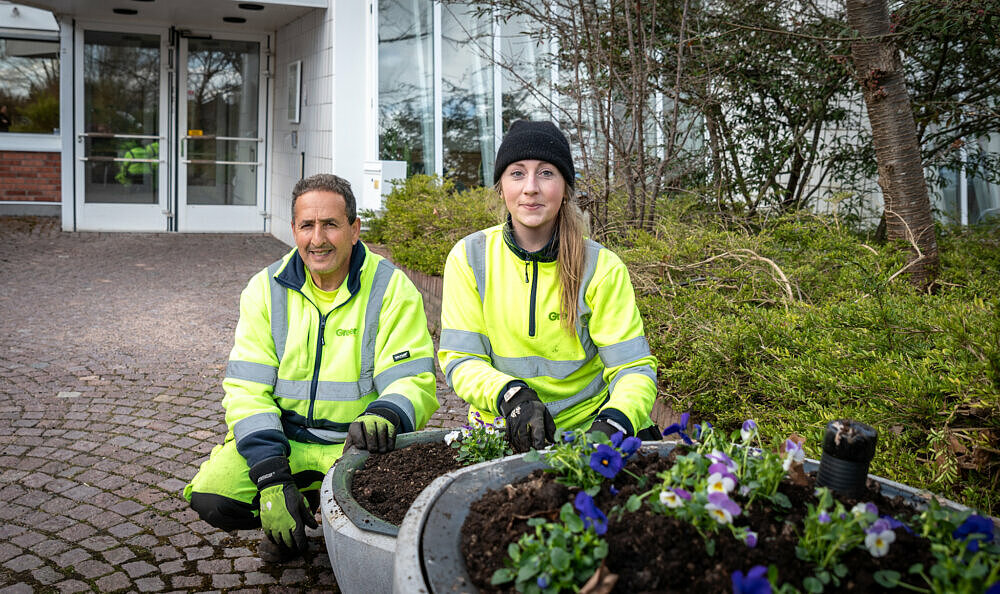 Martina Selinder, Mohamed Saidi från Green landscaping planterar vårblommor i Eslöv.