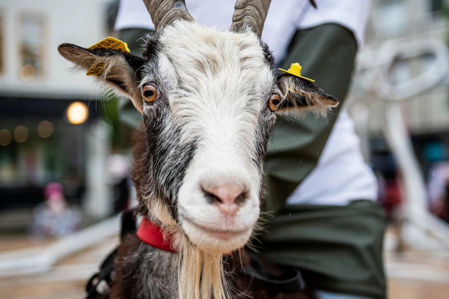 Geten Elsa fr&aring;n Fridasro 4H-g&aring;rd var en klar favorit p&aring; s&ouml;ndagen. Foto: Christoffer Borg Mattisson&nbsp;