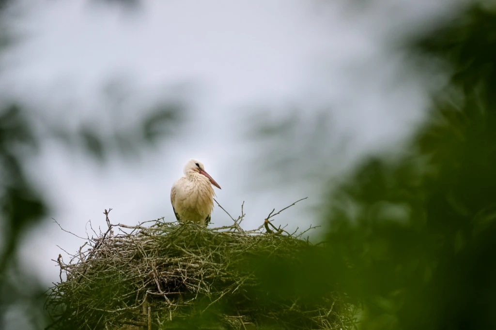 Stork i sitt bo