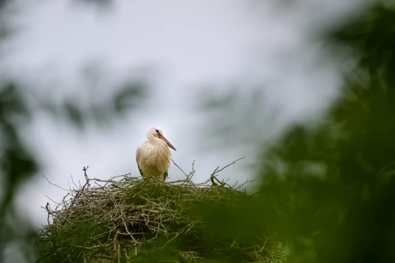 Stork i sitt bo