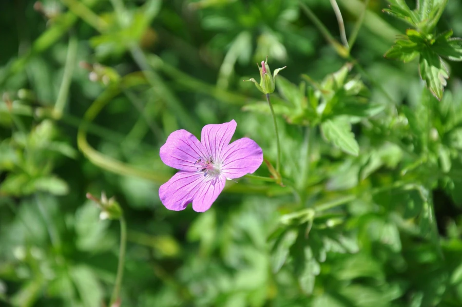 Bild av K&auml;rrn&auml;van, en h&ouml;gv&auml;xande &ouml;rt med skira fembladiga rosa blommor
