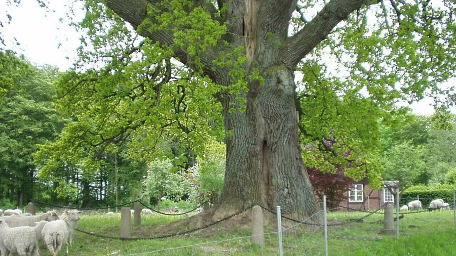 Ek vid Hasslebro Naturminne