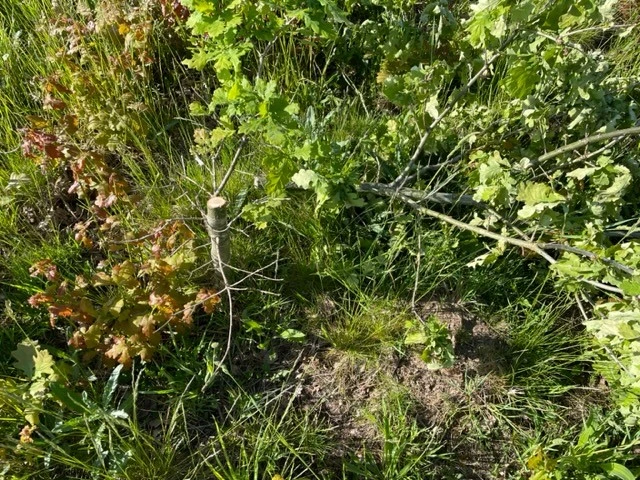 120 ekar har kapats eller sågat av längs med Säterivägen i Eslöv.