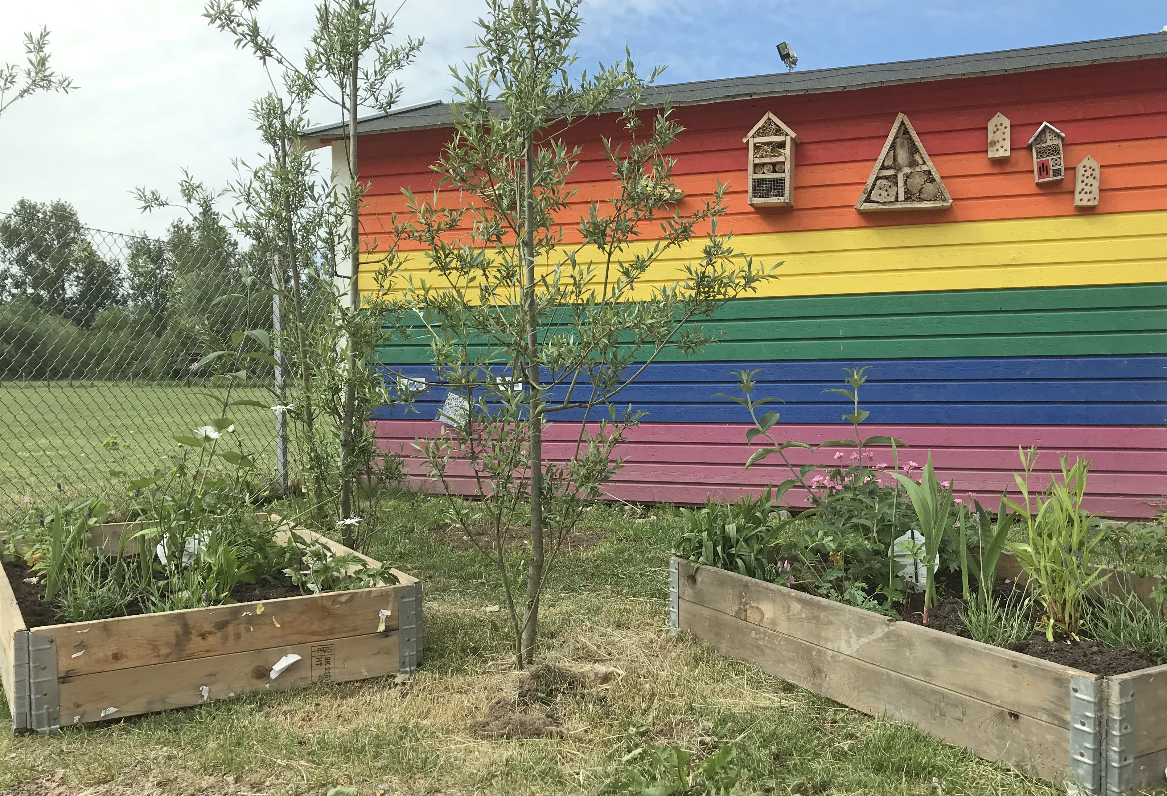 Bild på den färdiga planteringen med ett regnbågsfärgat plank i bakgrunden.