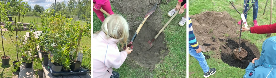 Tre bilder. Den f&ouml;rsta visar alla v&auml;xter n&auml;r de levererades. Den andra visar n&auml;r barnen gr&auml;ver en grop till ett tr&auml;d. Den tredje visar n&auml;r tr&auml;det s&auml;tts p&aring; plats.