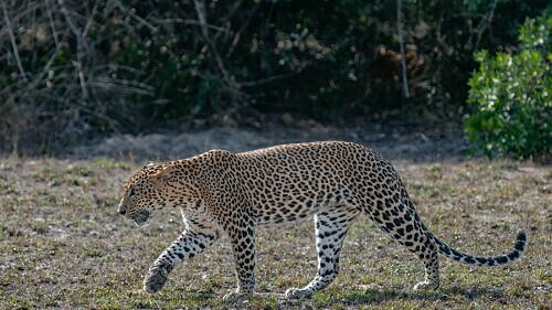 Från leoparder till elefanter på Sri Lanka