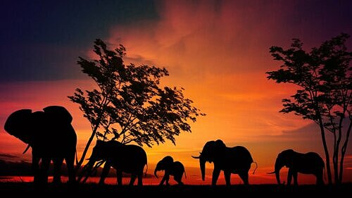 Sagostund ”Elefanter på rad” för 4-6 år