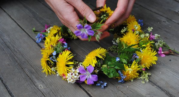 Händer som binder en midsommarkrans av blommor med gröna blad och blommor i gult, vitt och lila