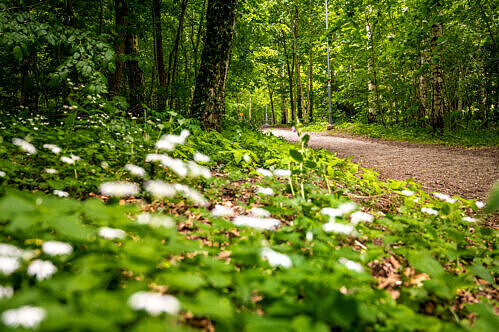 Gyaskogen består av lövskog och barrskog och är en populär plats för motion och promenader. Foto: Christoffer Borg Mattisson.