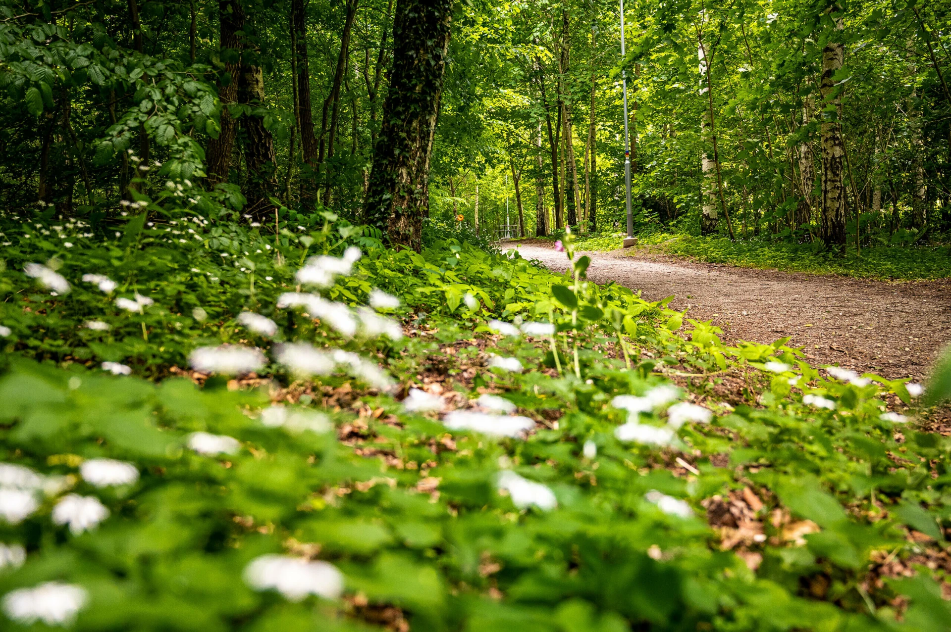 Närbild på blommande vitsippor med en skogsstig i bakgrunden