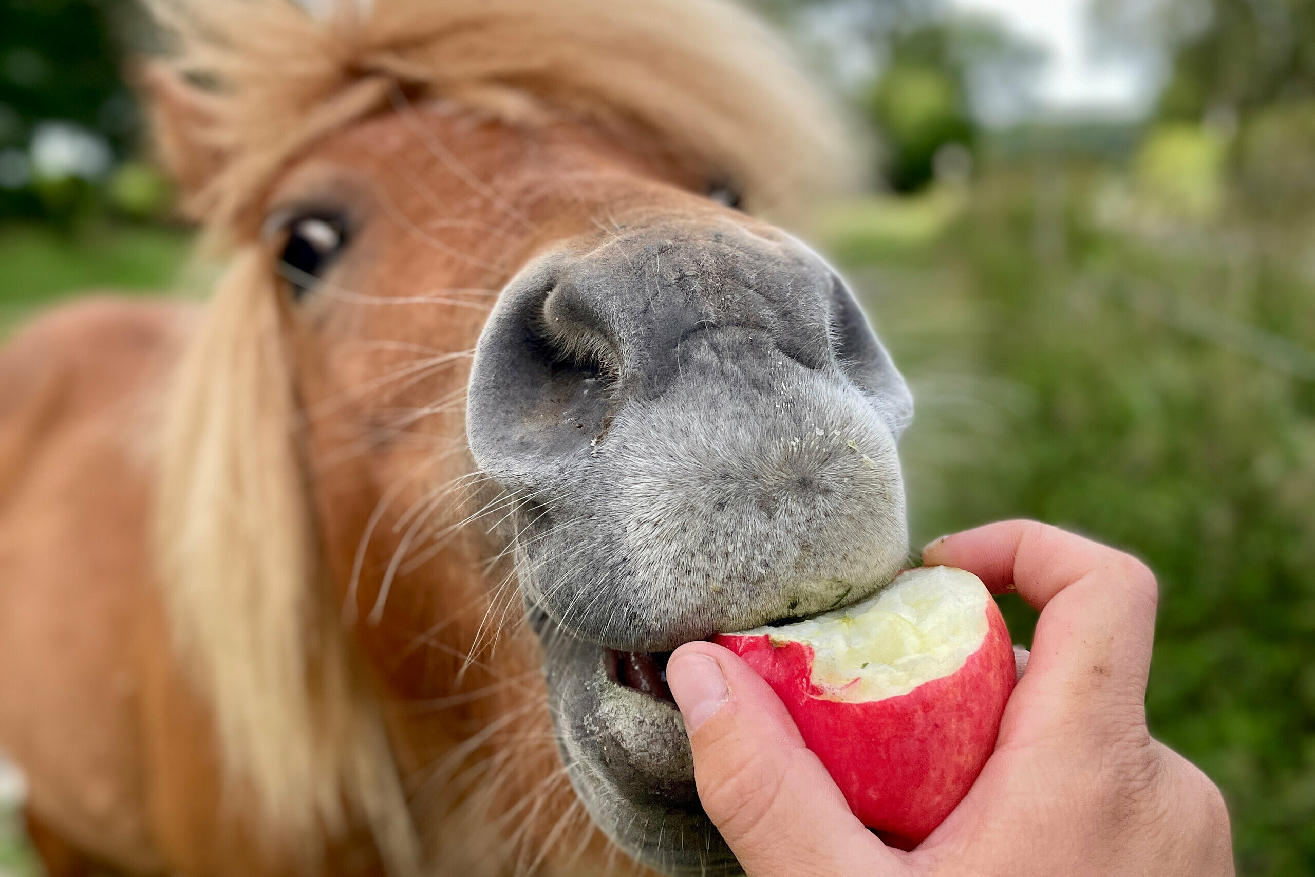 Häst äter äpple