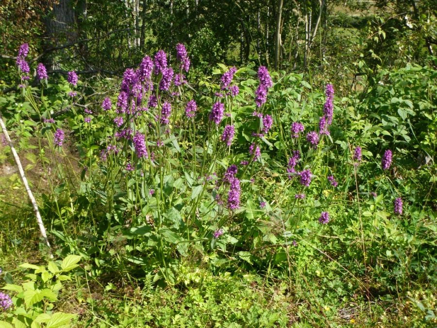 Humlesugan har lila blommor som är mycket uppskattad av humlor och fjärilar och har därför stor ekologisk betydelse