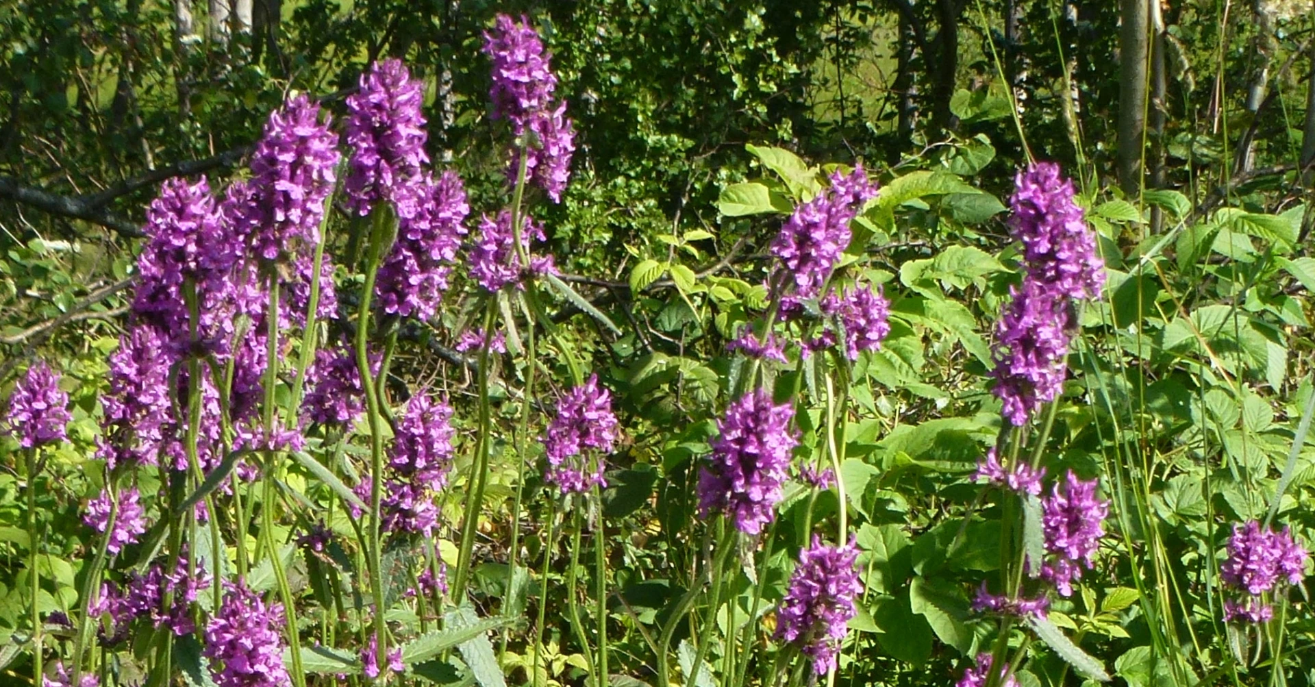 Humlesugan har lila blommor och är mycket uppskattad av humlor och fjärilar och har därför stor ekologisk betydelse
