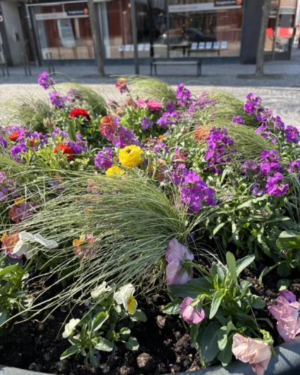 Blomsterprogram för våren 2025 är inspirerat av gryningen.