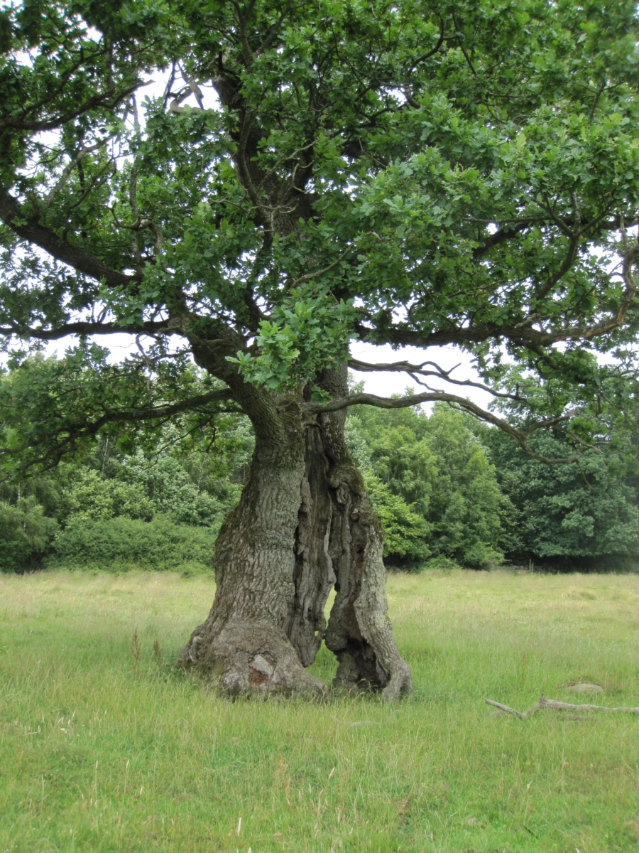 Naturbetesmark i &Ouml;stra Str&ouml; f&auml;lad. H&auml;r finns h&ouml;ga botaniska v&auml;rden och denna gamla d&ouml;ende ek. Tr&auml;det &auml;r mycket v&auml;rdefullt f&ouml;r naturv&aring;rden.