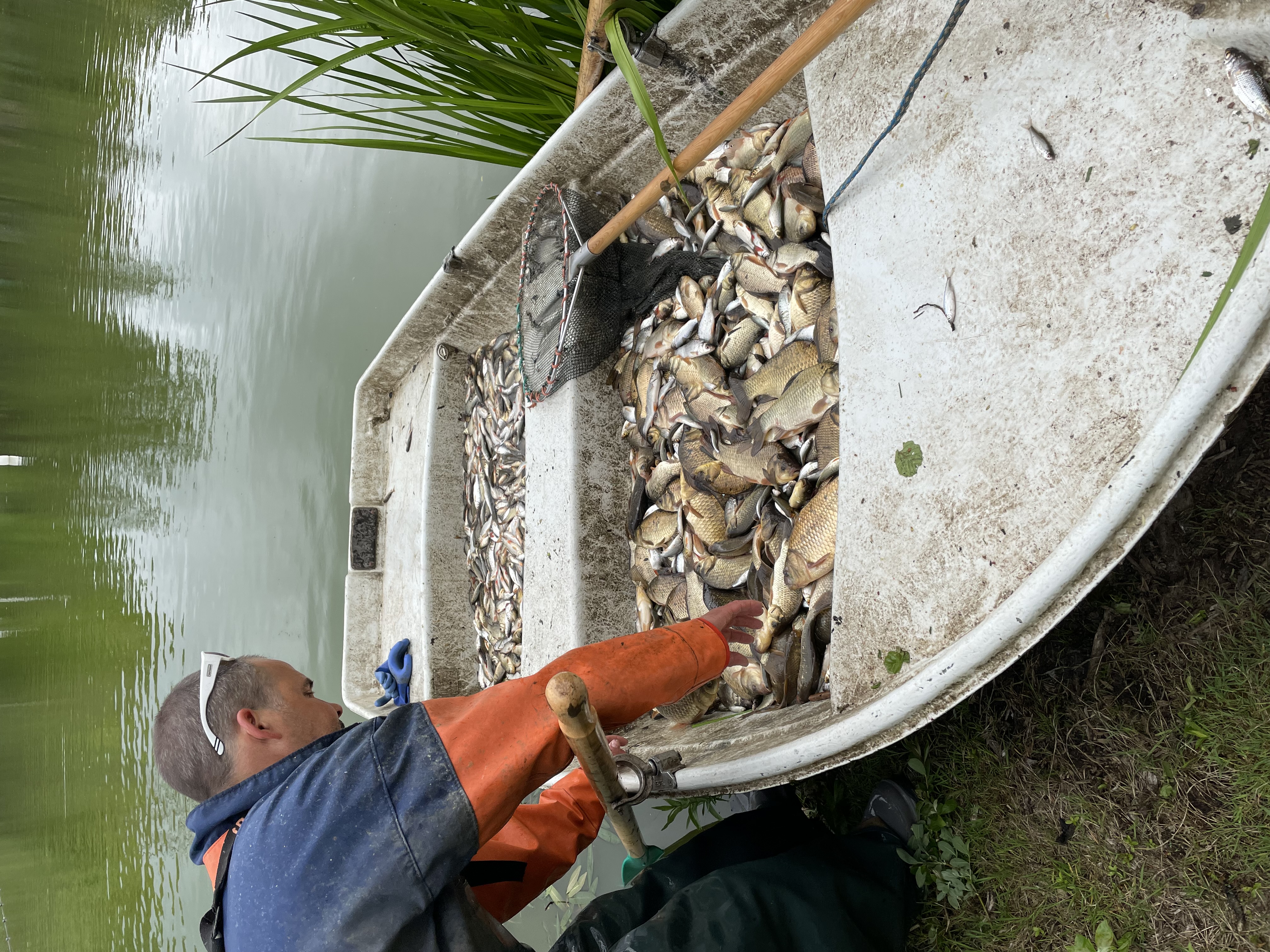 Eka i gr&ouml;nt vatten full med sm&aring;fisk. Fiskare st&aring;r bredvid och r&ouml;r med handen bland fisken.