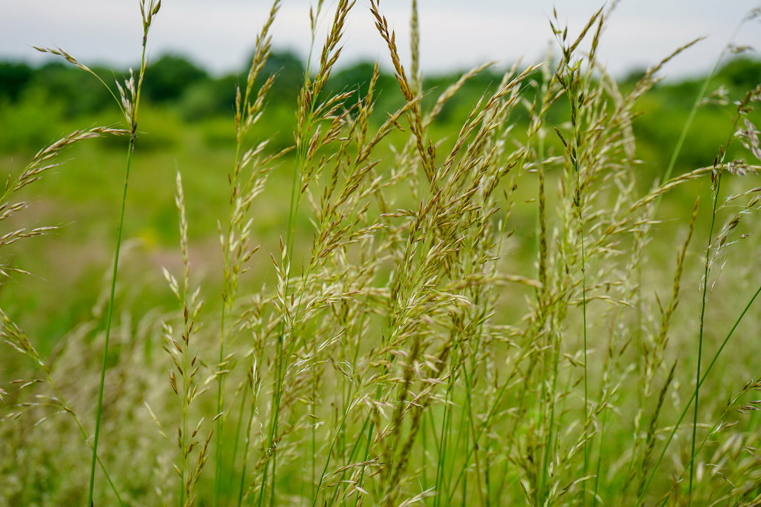 Kommunen kommer låta gräset växa på vissa platser i sommar.