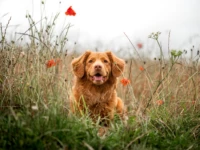 En hund som springer mot kameran i en blomsteräng.