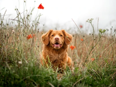 En hund som springer mot kameran i en blomsteräng.