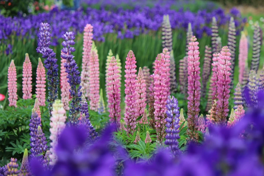 Lupin klassas som invasiv art och utg&ouml;r ett hot mot v&aring;r inhemska flora.