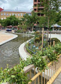 Björkris lindat runt ett staket tillsammans med svenska flaggior. Slingrande vatten, delar av torget och hus i bakgrunden.