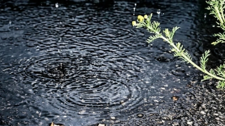Regndroppar faller i en vattenpöl och bildar ringar på vattenytan.