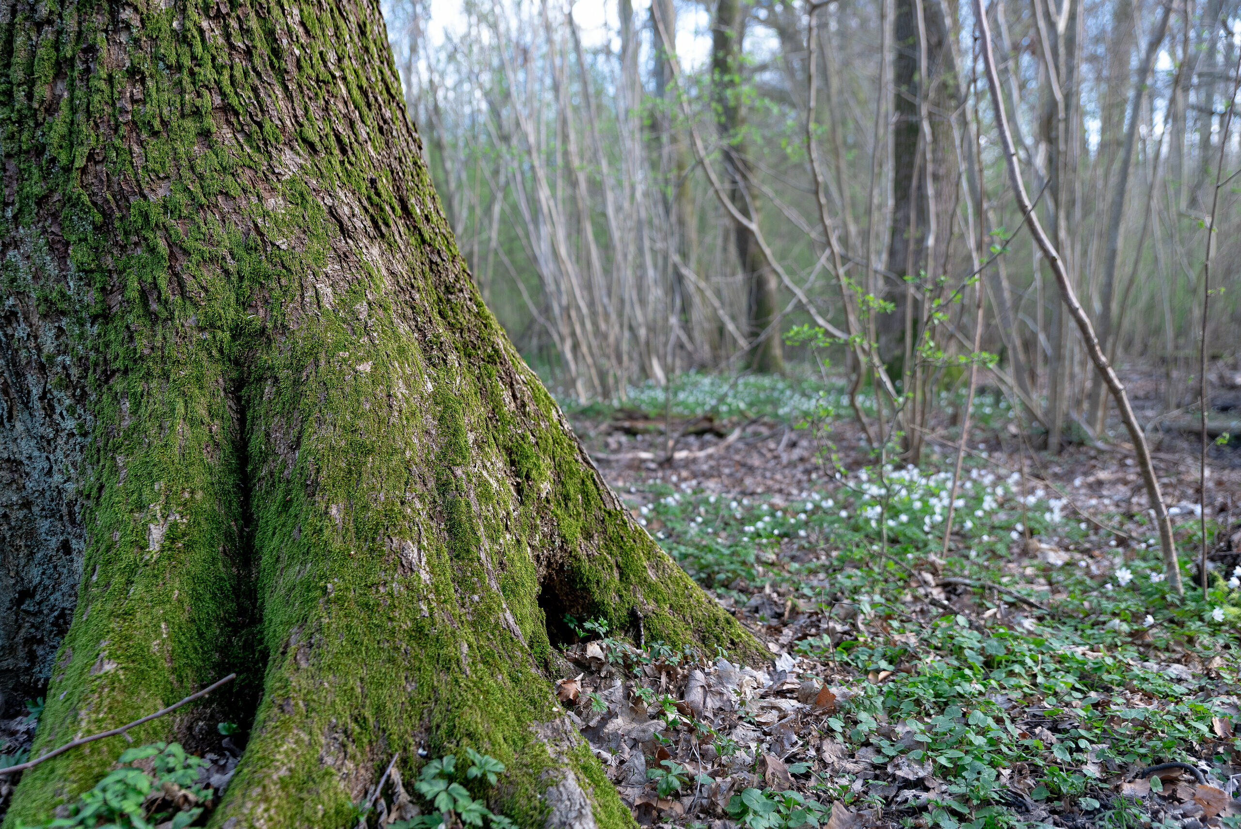 Stor ek och vitsippor i Skytteskogen i Stehag.