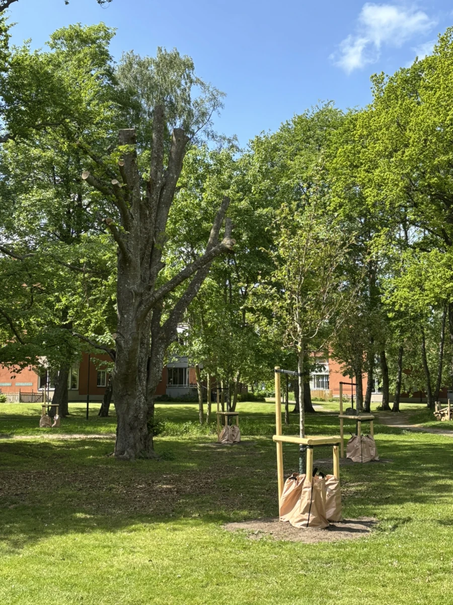 Stora gr&ouml;na tr&auml;d i en park.