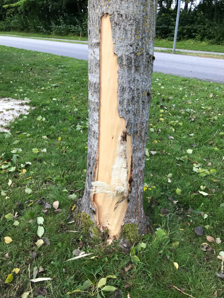 Tr&auml;d och v&auml;xtlighet har skadats under den anm&auml;lda bredbandsakt&ouml;rens framfart.
