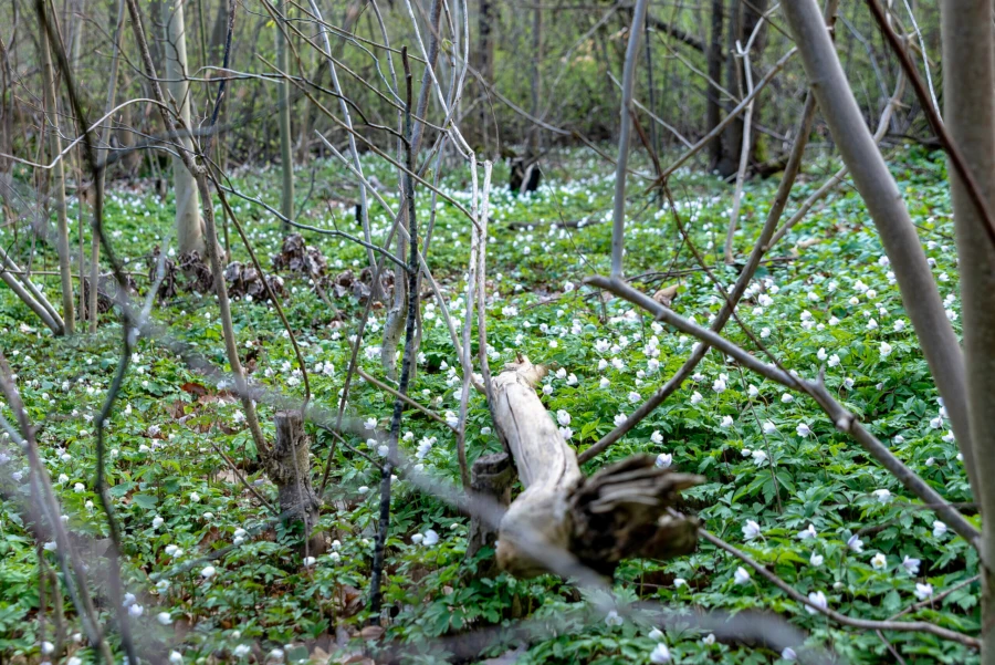 Vitsippor i Skytteskogen i Stehag.